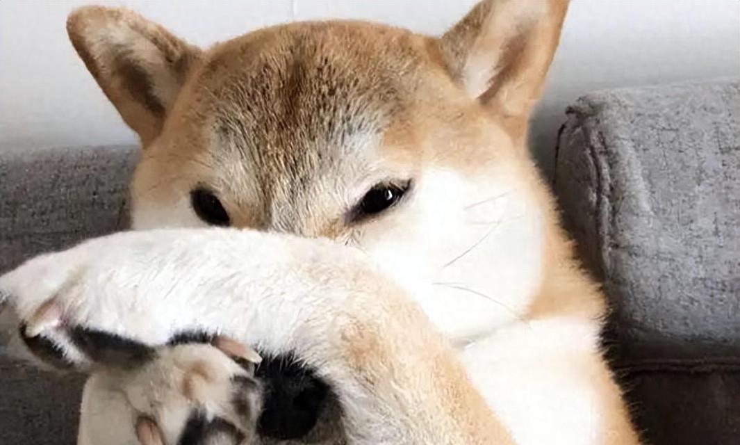博美犬吐白沫且拉稀臭怎么办？应服用哪种药物？
