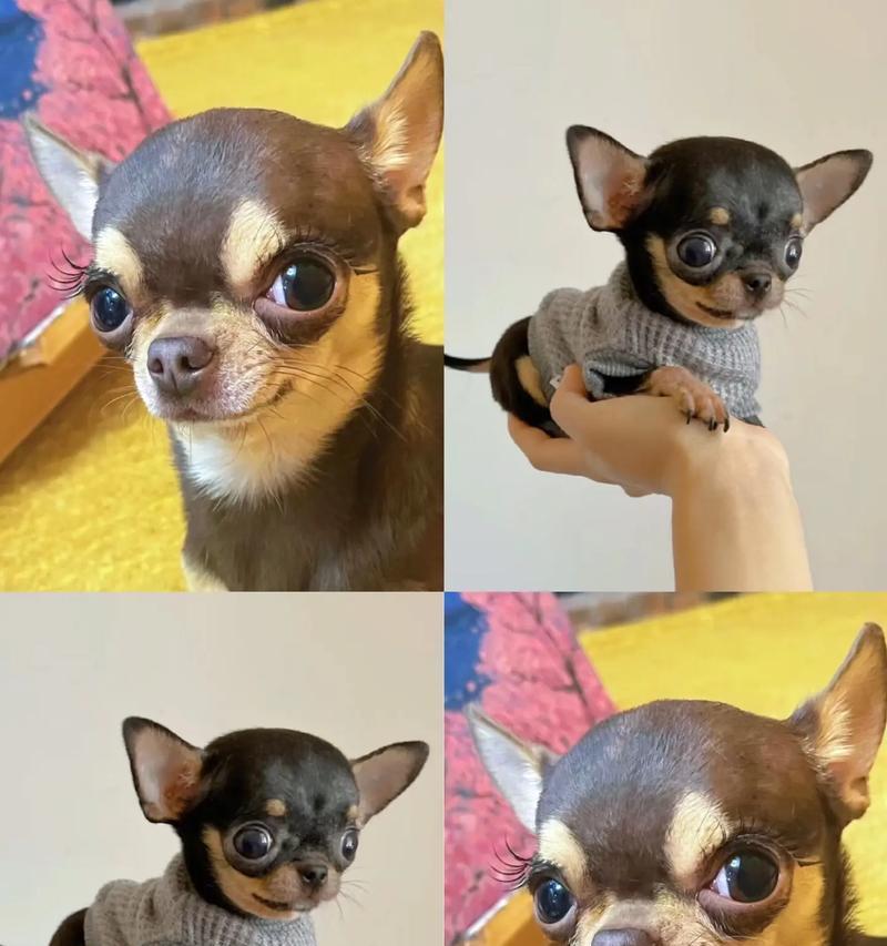 吉娃娃十岁嗓子粗正常吗？有哪些改善方法？