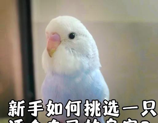 虎皮鹦鹉母鸟梳理公鸟尾巴有何妙招？
