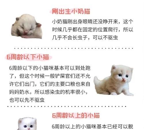 宠物未驱虫会有哪些后果？如何进行驱虫处理？