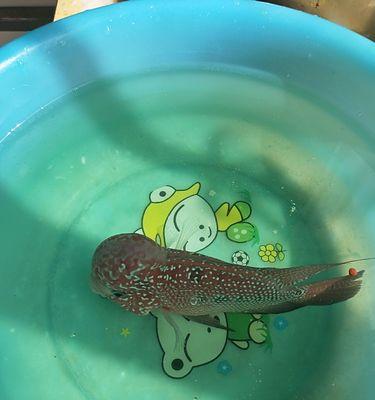 罗汉鱼鱼鳃变黄怎么办？小妙招有哪些？