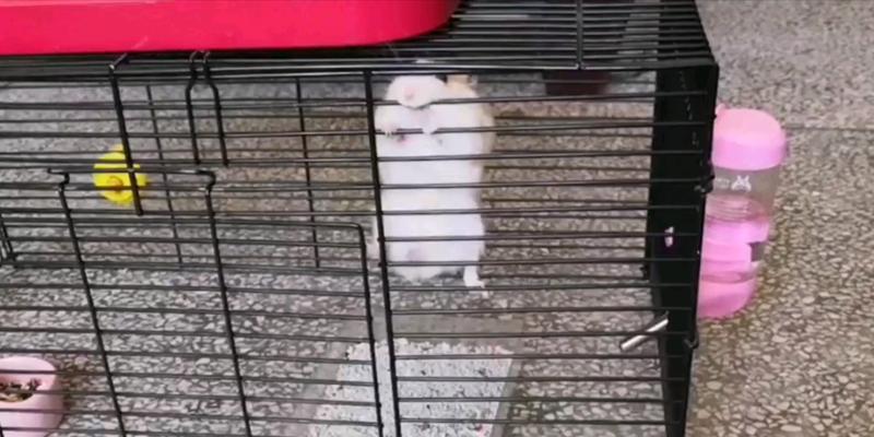 仓鼠脚部被笼子卡住如何处理？有哪些安全的解救方法？