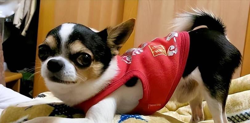 吉娃娃肚脐眼鼓起怎么处理？有哪些有效的方法？