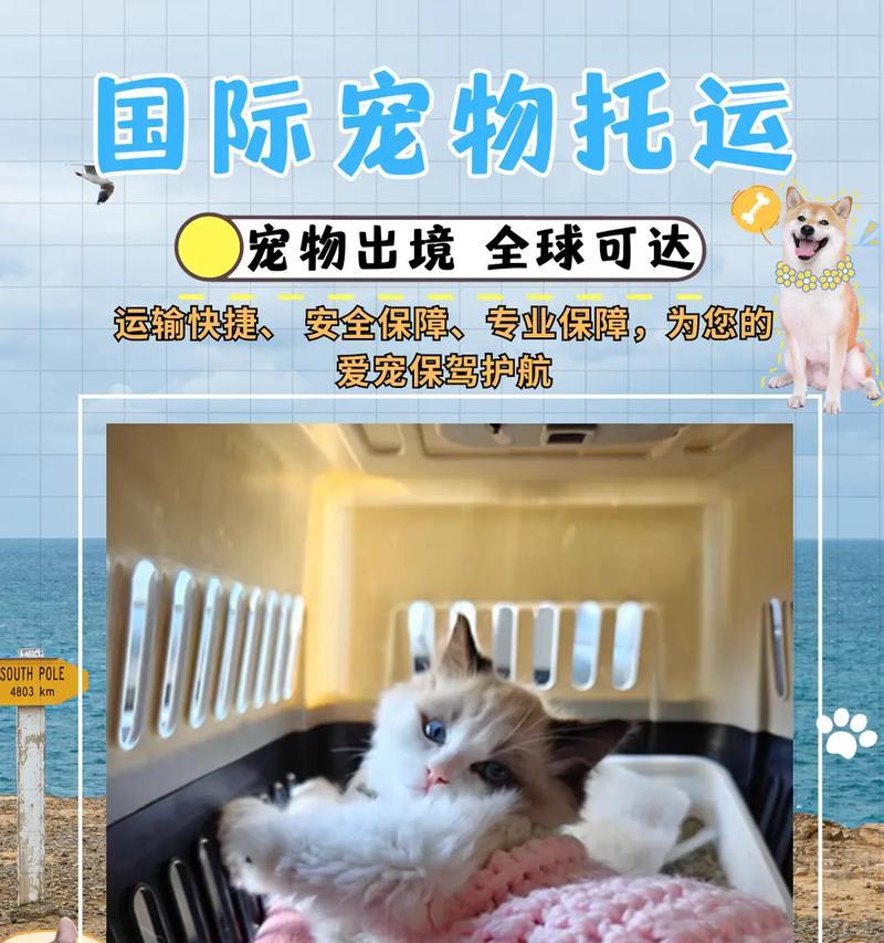宠物托运后呕吐水应如何预防和处理？