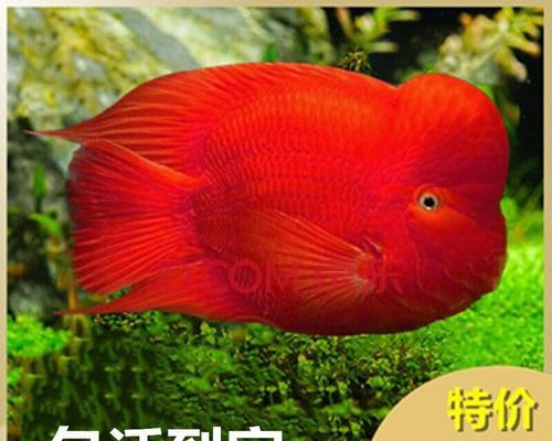 清道夫鱼追逐鹦鹉该如何处理？如何防止未来发生？