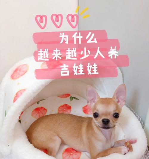 吉娃娃进食容易呛到怎么办？有哪些预防措施？