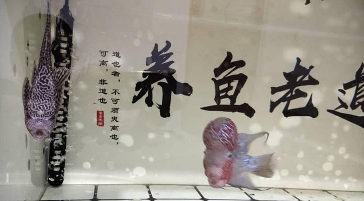 鱼缸养清道夫有哪些利弊？建议是什么？