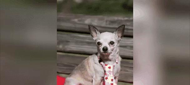 吉娃娃幼犬肚脐眼鼓包，原因是什么？