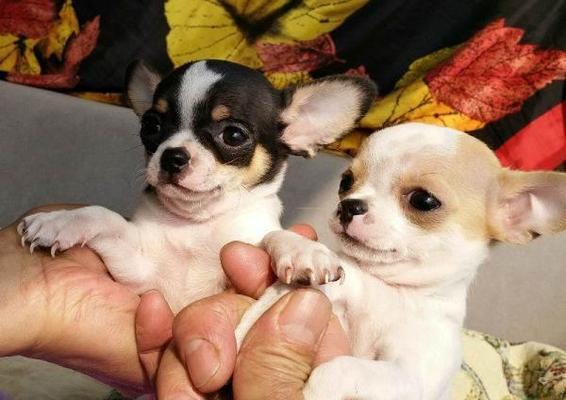 吉娃娃幼犬肚脐眼鼓包，原因是什么？