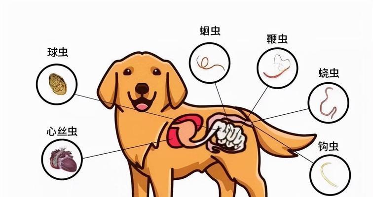 宠物寄生虫如何预防和处理？