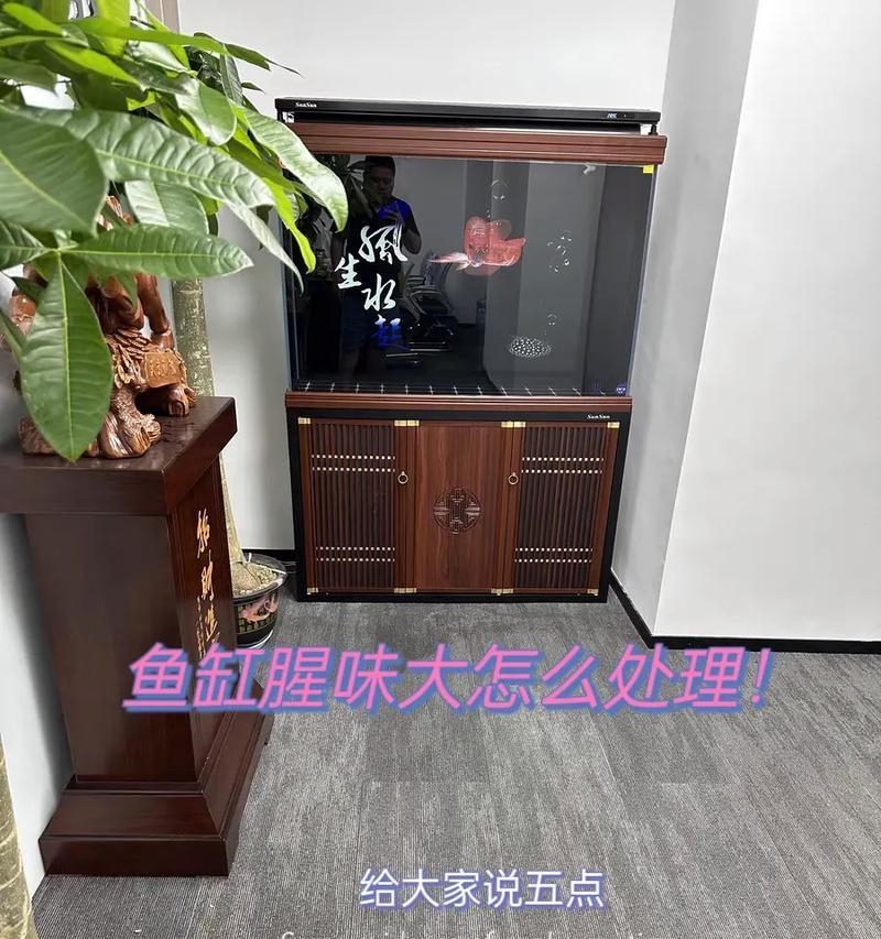 鱼缸水出现腥味怎么办？哪种药物可以有效改善？