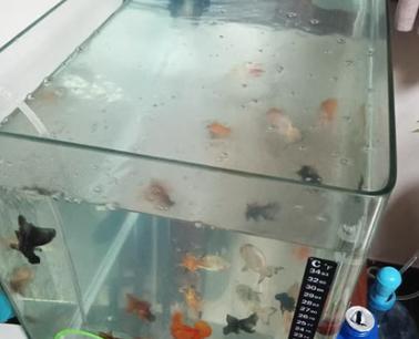 鱼缸水出现腥味怎么办？哪种药物可以有效改善？