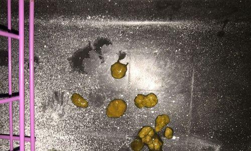 博美犬拉肚子呕吐应如何处理？有效药物有哪些？