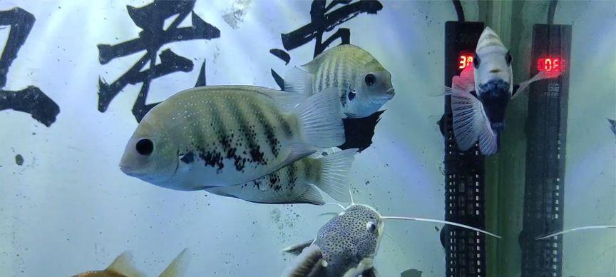 鱼缸加盐导致清道夫翻转如何应对？解决方法是什么？