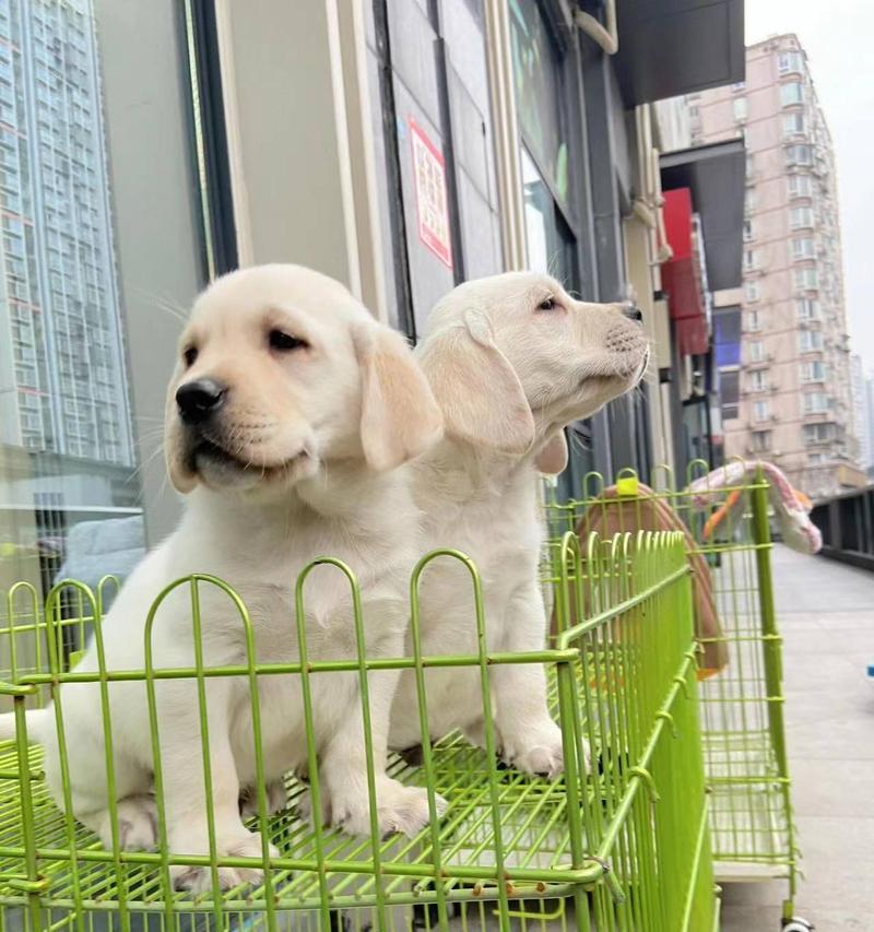 拉布拉多幼犬疫苗后不适是常见现象吗？有哪些应对措施？