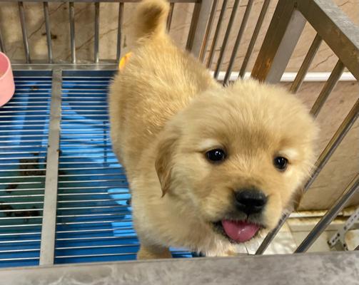 博美犬吐白沫拉稀的紧急处理方法？止吐止泻的有效措施？