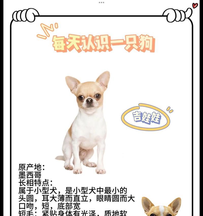 吉娃娃频繁流泪的原因是什么？有哪些有效的解决方法？