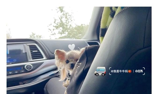 宠物托运后吐水怎么处理？如何进行缓解？