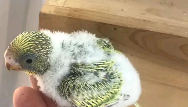 虎皮鹦鹉孵化一个月无小鸟怎么办？应对措施有哪些？
