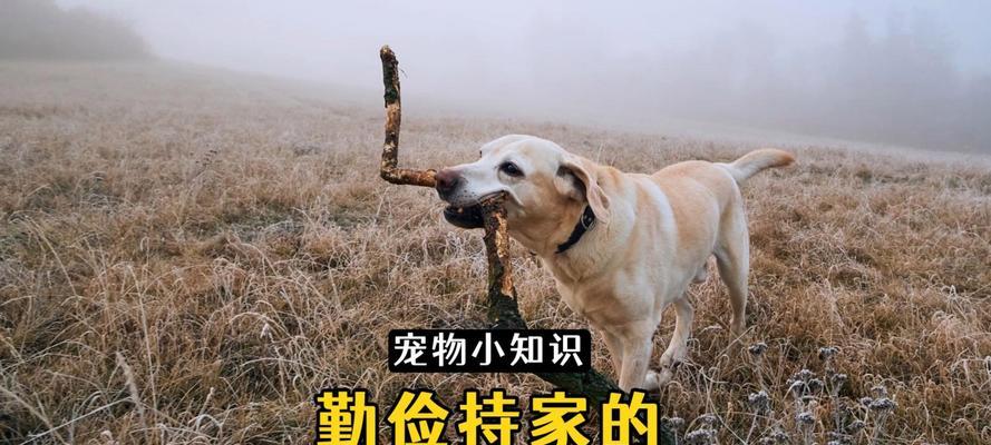 拉布拉多幼犬乱咬怎么办？有效纠正方法有哪些？