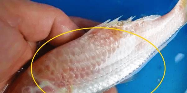 锦鲤新鱼分泌黏液怎么办？用什么药物可以治疗？