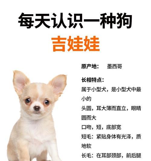 吉娃娃肚脐眼鼓起应如何处理？哪种方法最有效？