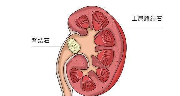 吉娃娃呼吸急促且身体发抖是什么原因？可能的健康问题有哪些？