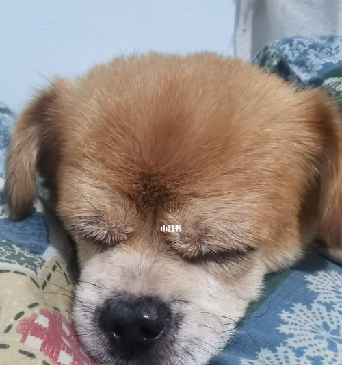 狗狗脂肪瘤怎么治疗？手术治疗和药物治疗哪种更有效？