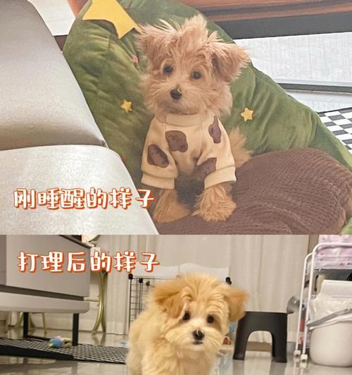 狗狗尴尬期前后对比？如何应对狗狗成长的这一阶段？