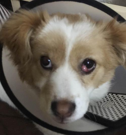 狗狗术后呕吐怎么办？术后饮食调整有哪些要点？