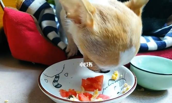 狗粮里面放鸡蛋的正确方法是什么？这样做对狗狗健康有好处吗？