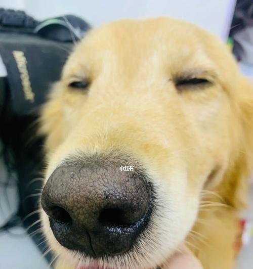 狗流眼泪是什么原因？如何判断和处理？