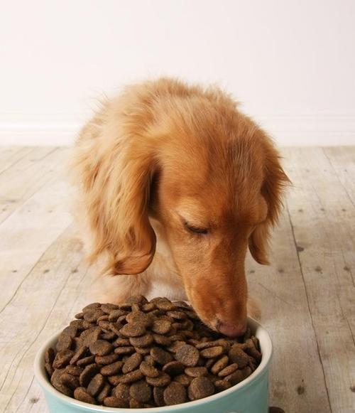 狗狗呕吐不吃食怎么办？有效治疗方法有哪些？