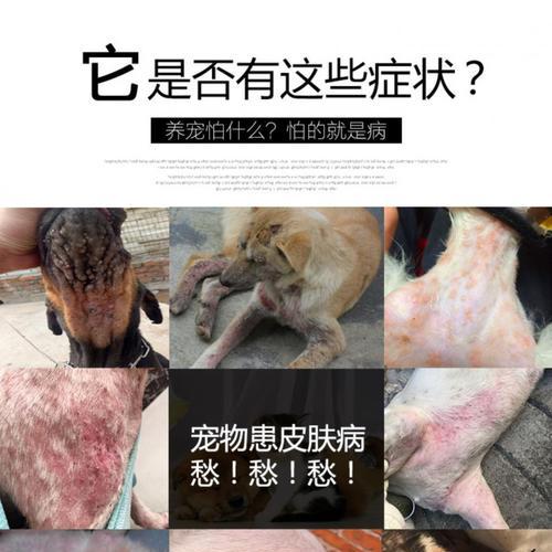 狗疥螨治疗费用是多少？治疗后如何护理？