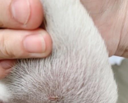 狗身上出现红点是什么原因？如何治疗？