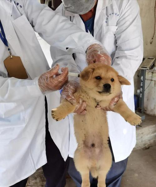 狗身上烂了应该打什么针？常见皮肤病的处理方法是什么？
