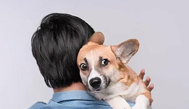 狗狗生育后如何照顾？新手主人的护理指南？