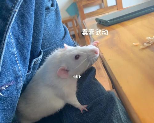 狗为什么不能吃米饭？米饭对狗狗有哪些危害？