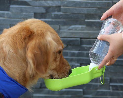 狗为什么不能多喝水？过量饮水对宠物健康的影响是什么？