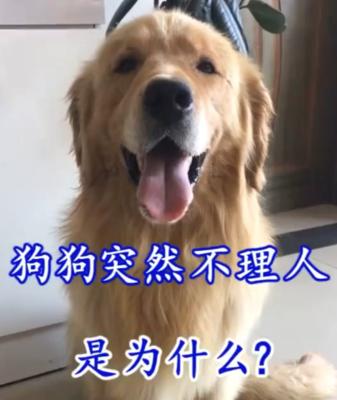 狗为什么不让人打架？了解狗狗行为背后的原因是什么？