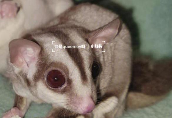 狗为什么会得红眼病？如何预防和治疗？
