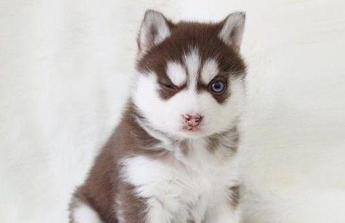 哈士奇幼犬喂什么好？营养需求与喂养建议是什么？