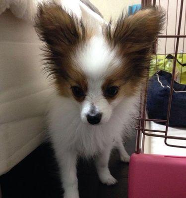 蝴蝶犬幼犬的饮食指南：最佳食物与喂养建议？