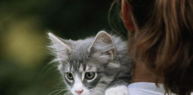 怀孕猫咪可以被抱吗？安全抱猫的正确方法是什么？