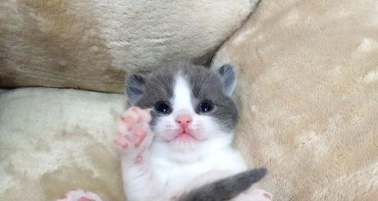 怀孕猫咪摸不到胎动是怎么回事？需要担心吗？