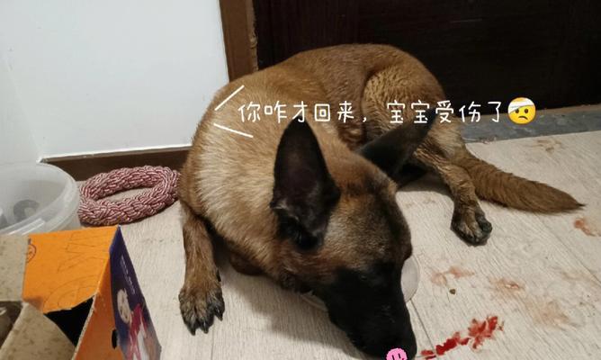 会报复的小狗怎么训？如何纠正小狗的攻击性行为？
