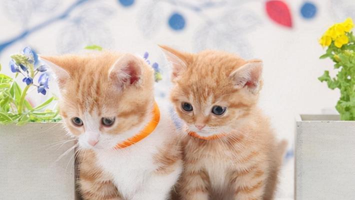 几天大的小猫应该吃什么？喂养指南和注意事项是什么？