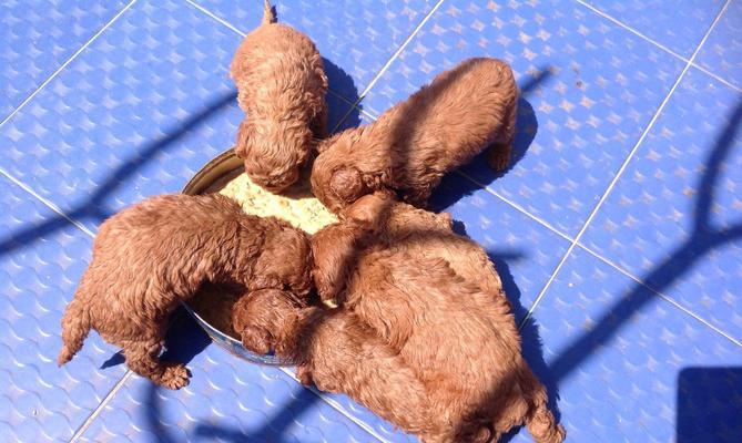 几天的小狗能喂活吗？如何正确喂养新生幼犬？