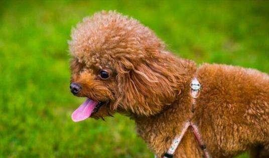 几天的小狗能喂活吗？如何正确喂养新生幼犬？