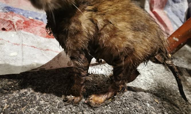 捡到的猫咪怎么处理？如何合法地寻找主人或领养？